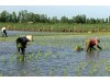 Cà Mau: Vụ lúa trên đất nuôi tôm ­ nông dân U Minh gặp khó